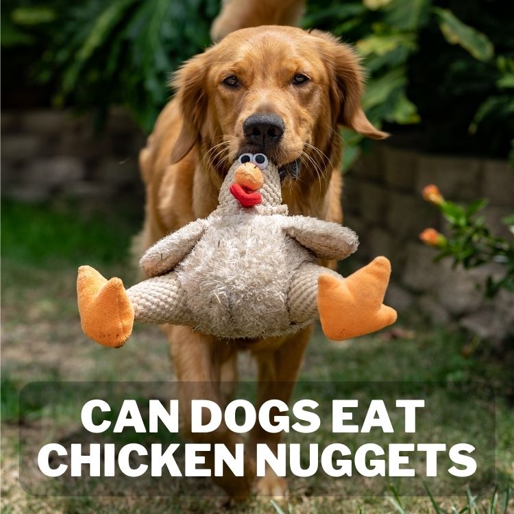 Can Dogs Eat Chicken Nuggets? What Will Happen Depends 1