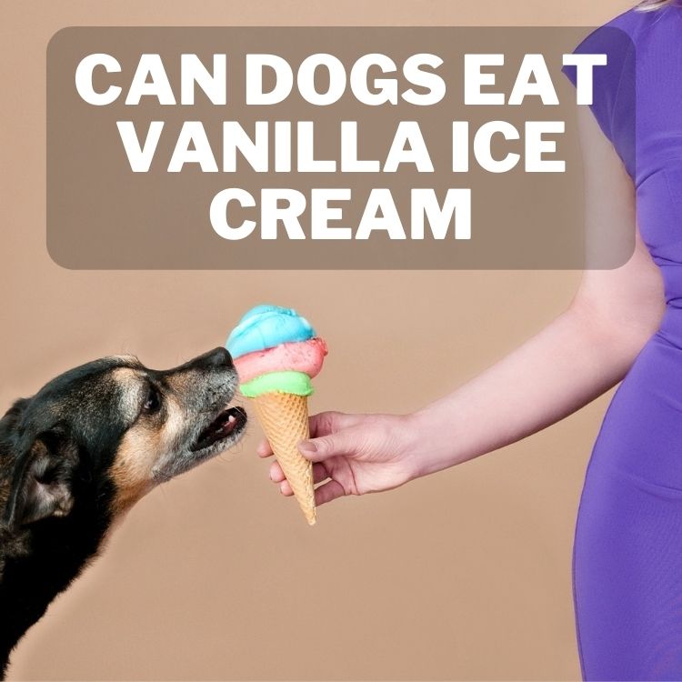 Can Dogs Eat Vanilla Ice Cream? Yes and No 1