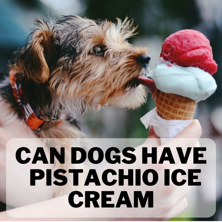 Can Dogs have Pistachio Ice Cream? Facts Exposed 1