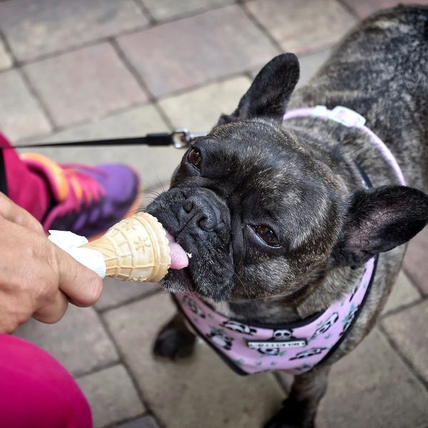 BSB dog enjoying ice cream 714