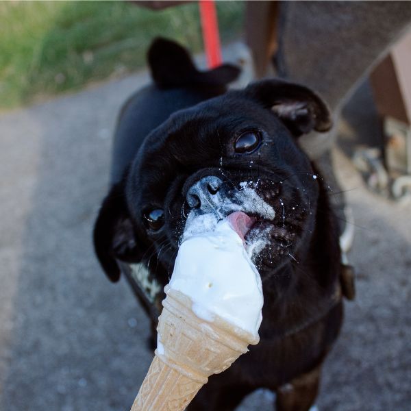 BSB dog enjoying ice cream 815