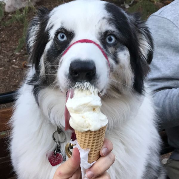 BSB dog ice cream 714