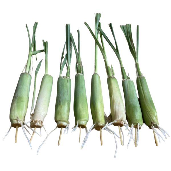 8 rooted lemongrass stalks fast growing live plant store-bought via amazon.com 2901