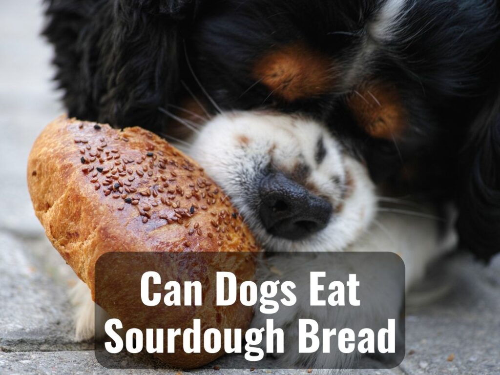 Can Dogs Eat Sourdough Bread 0