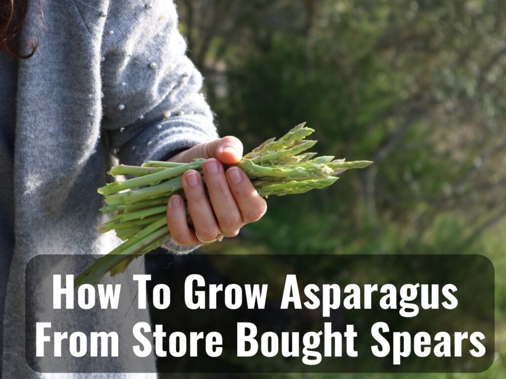 Can You Grow Asparagus From Store-Bought Spears 0