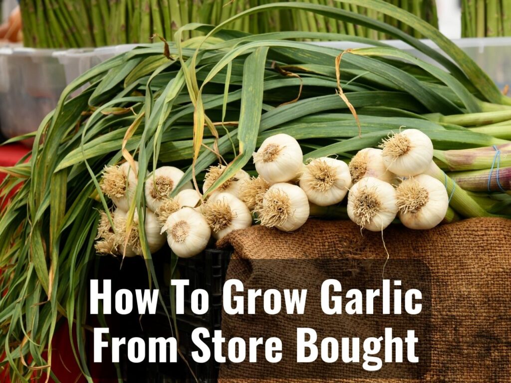 Can You Grow Garlic From Store-Bought Garlic 0