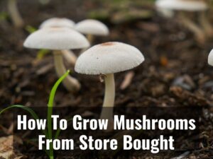Learn How to Grow Mushrooms from Store-Bought Mushroom 0
