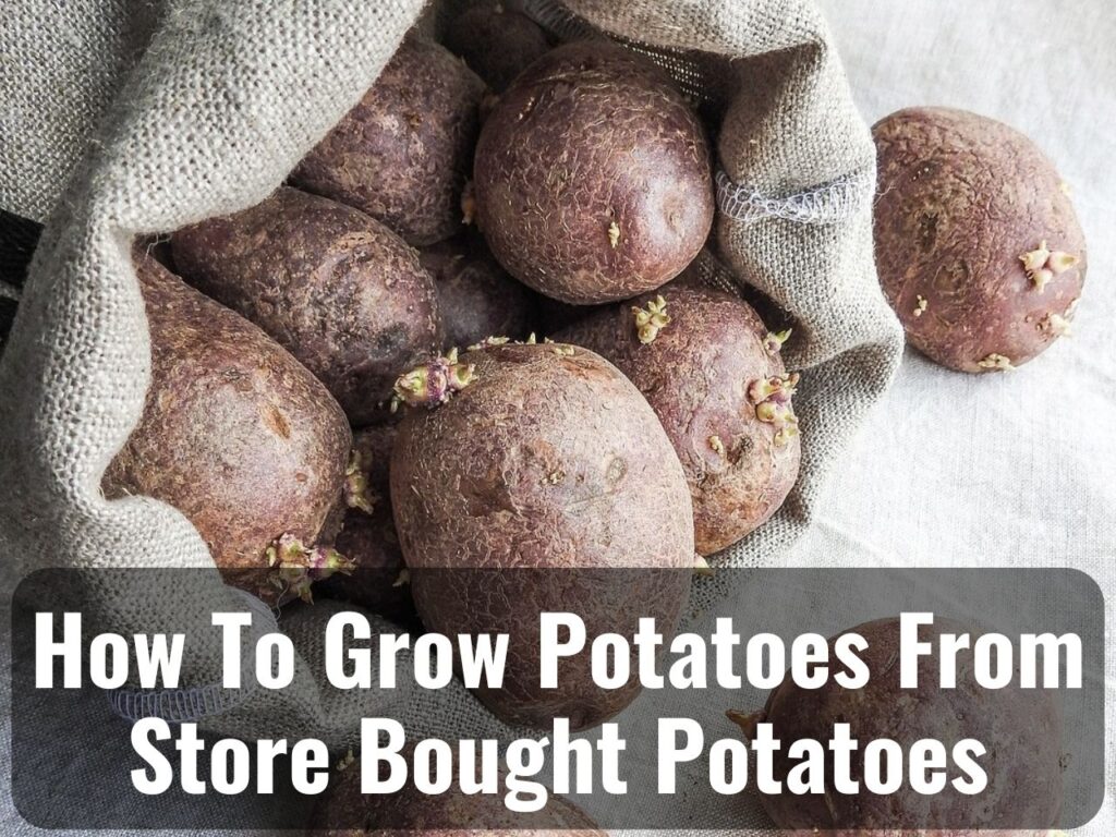 How To Grow Potatoes From Store-Bought Potatoes 0