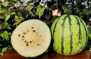 Can You Safely Eat White Watermelon? 0